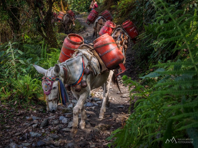 nm-niklas-moeller_himalayas_annapurna-base-camp_trek-0003-750×563